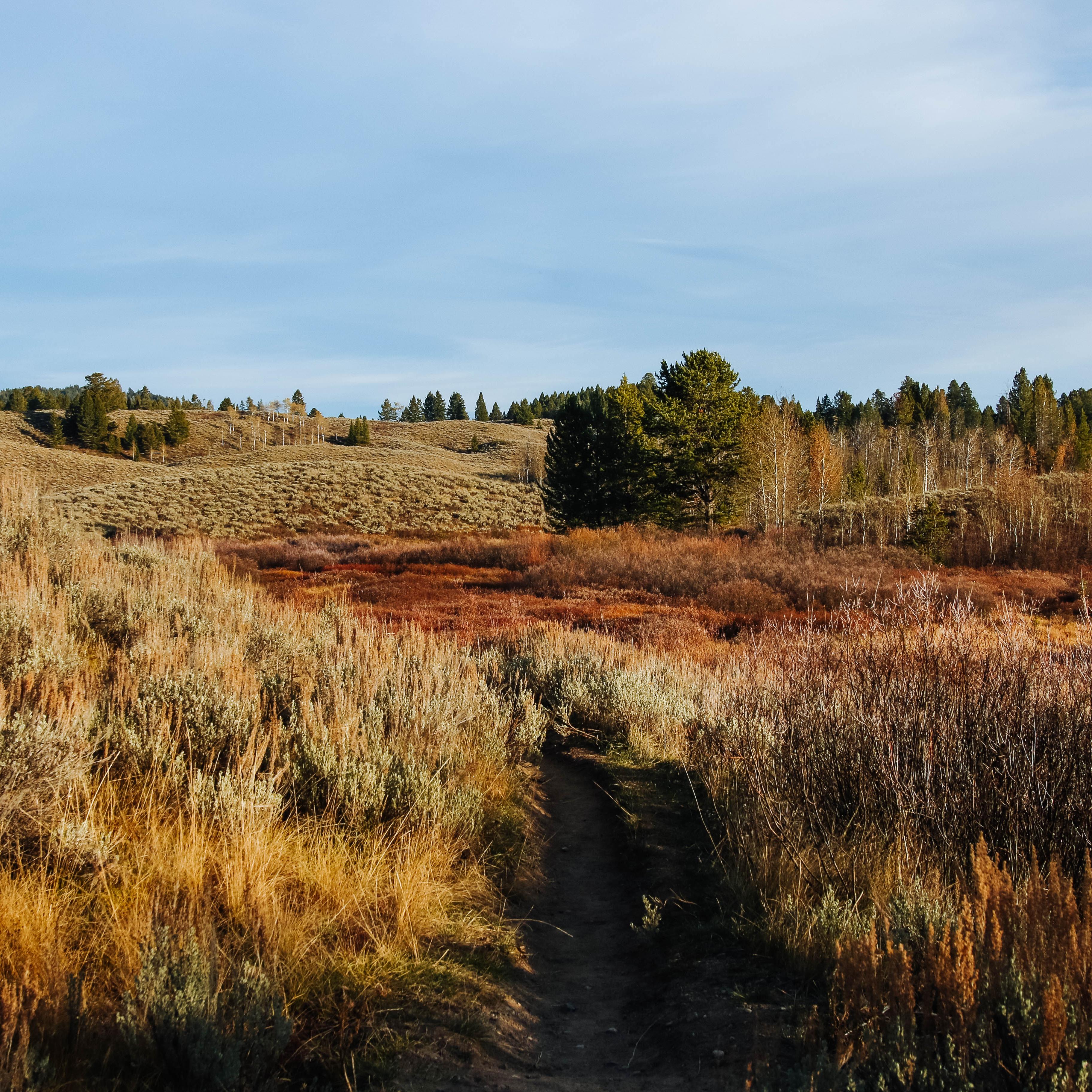 A trail travels through a marsh area.