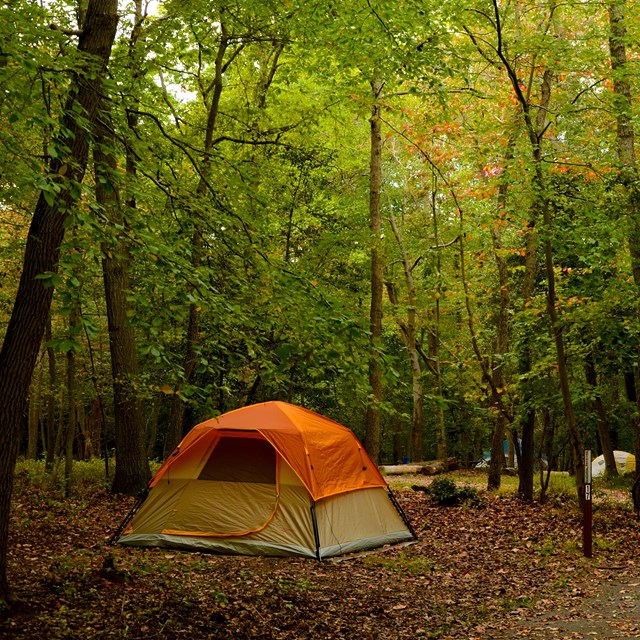 A tan tent with orange top in front of a green forest