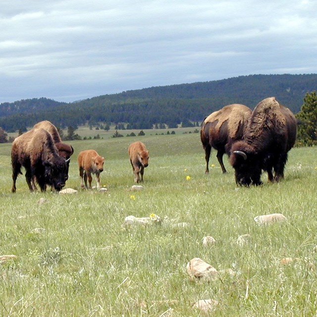 Adult bison with calves grazing in a grassland