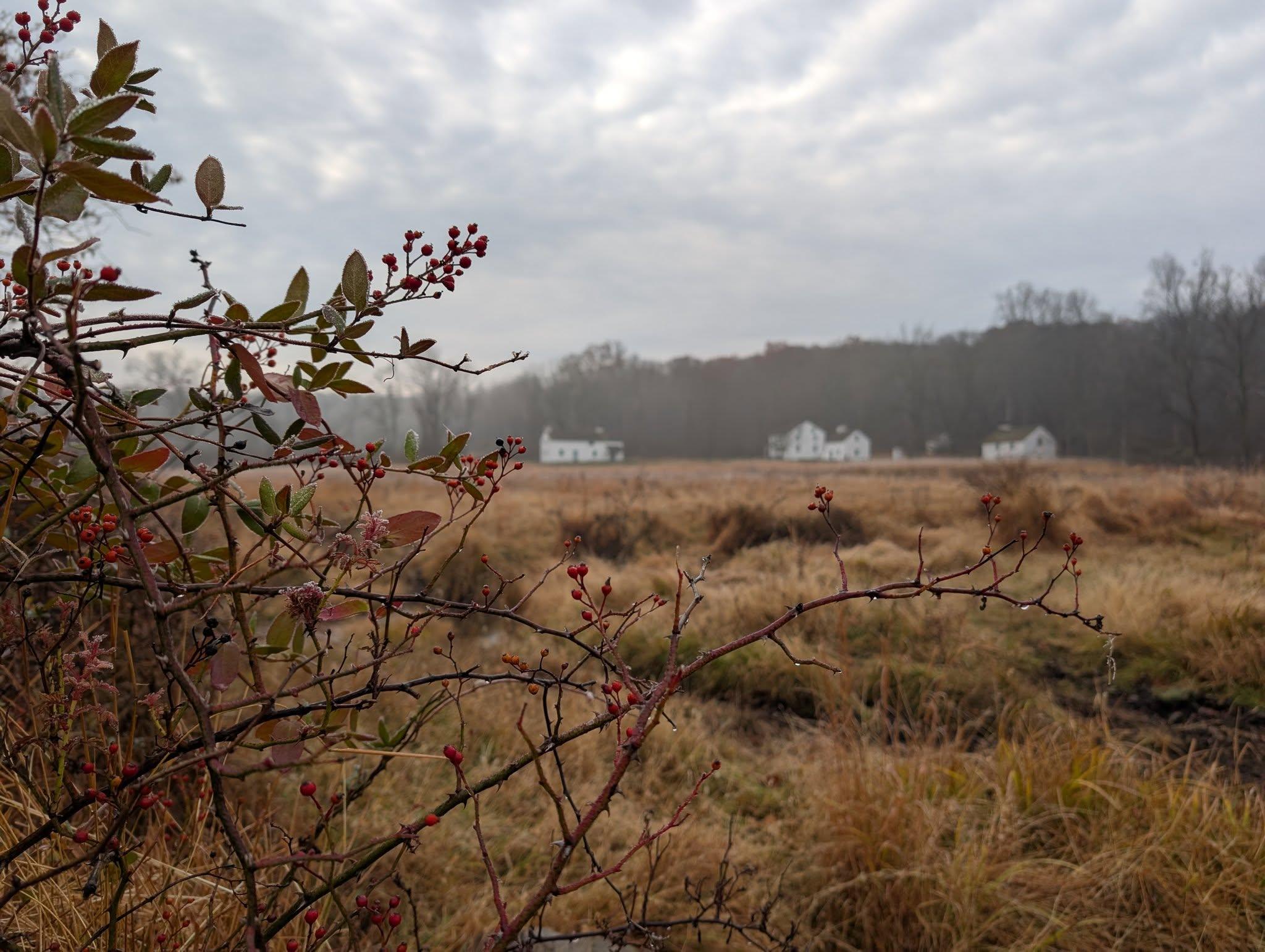 A misty sky over a winter field with buildings on the horizon at the tree line.