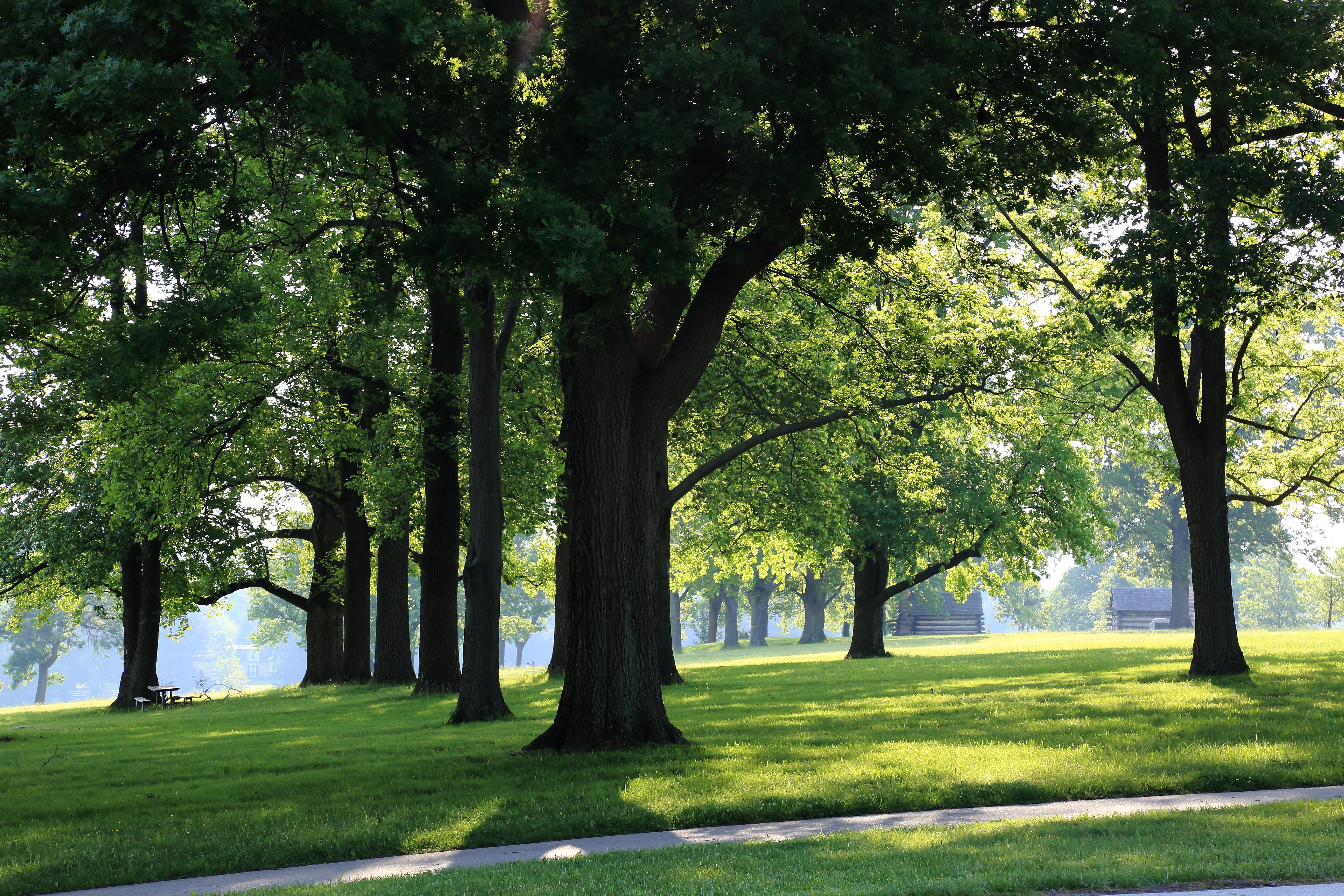 a paved path under the shade of large trees