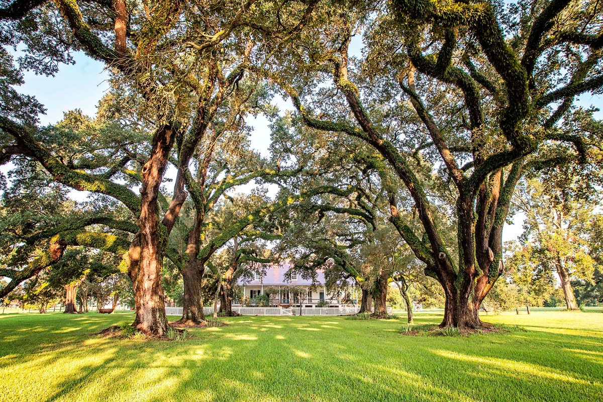 The view down the oak alley towards the  Oakland main house with an abundance of shade.