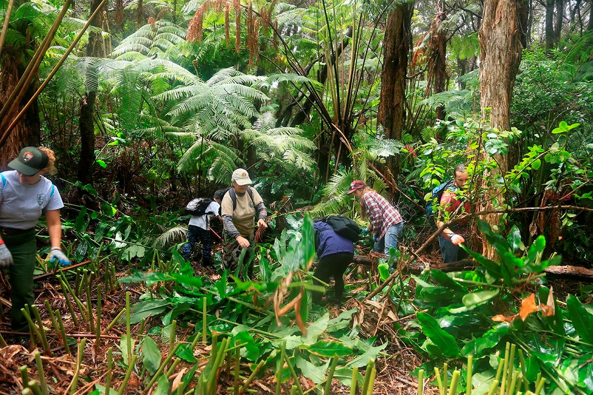 Volunteers Removing Invasive Himalayan Ginger
