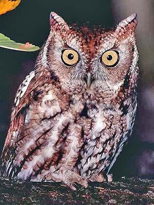 Tails of the Night: Platte River Campground Twilight Talk