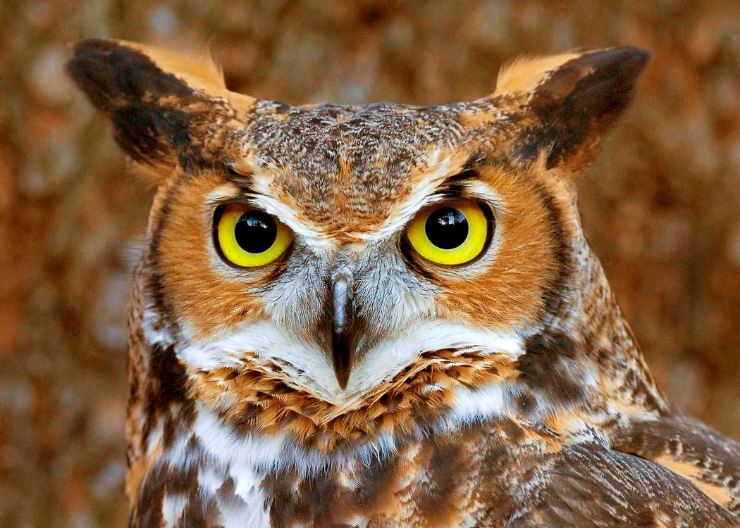 Great horned owl face