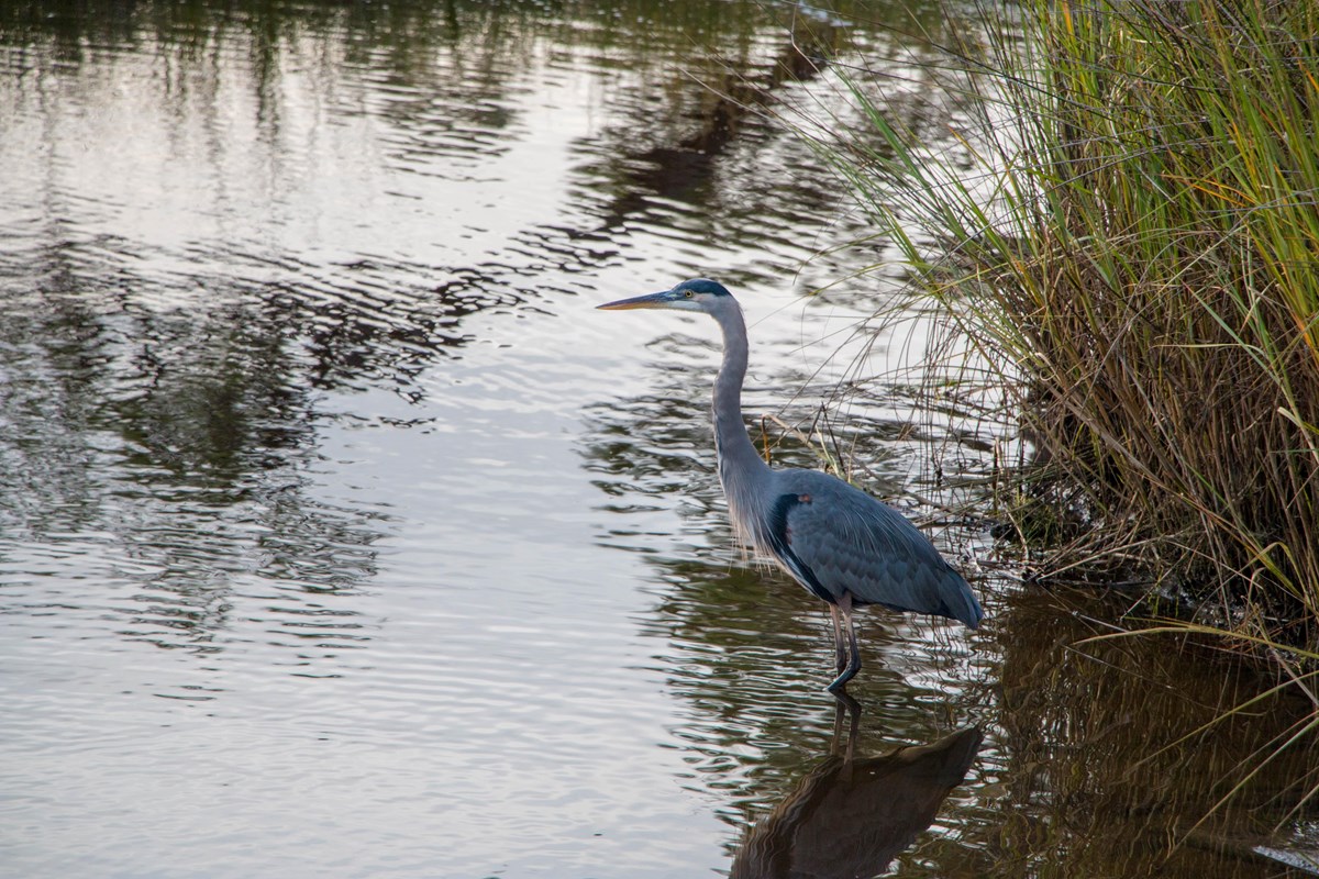 A blue heron wades into the water surrounded by marsh.