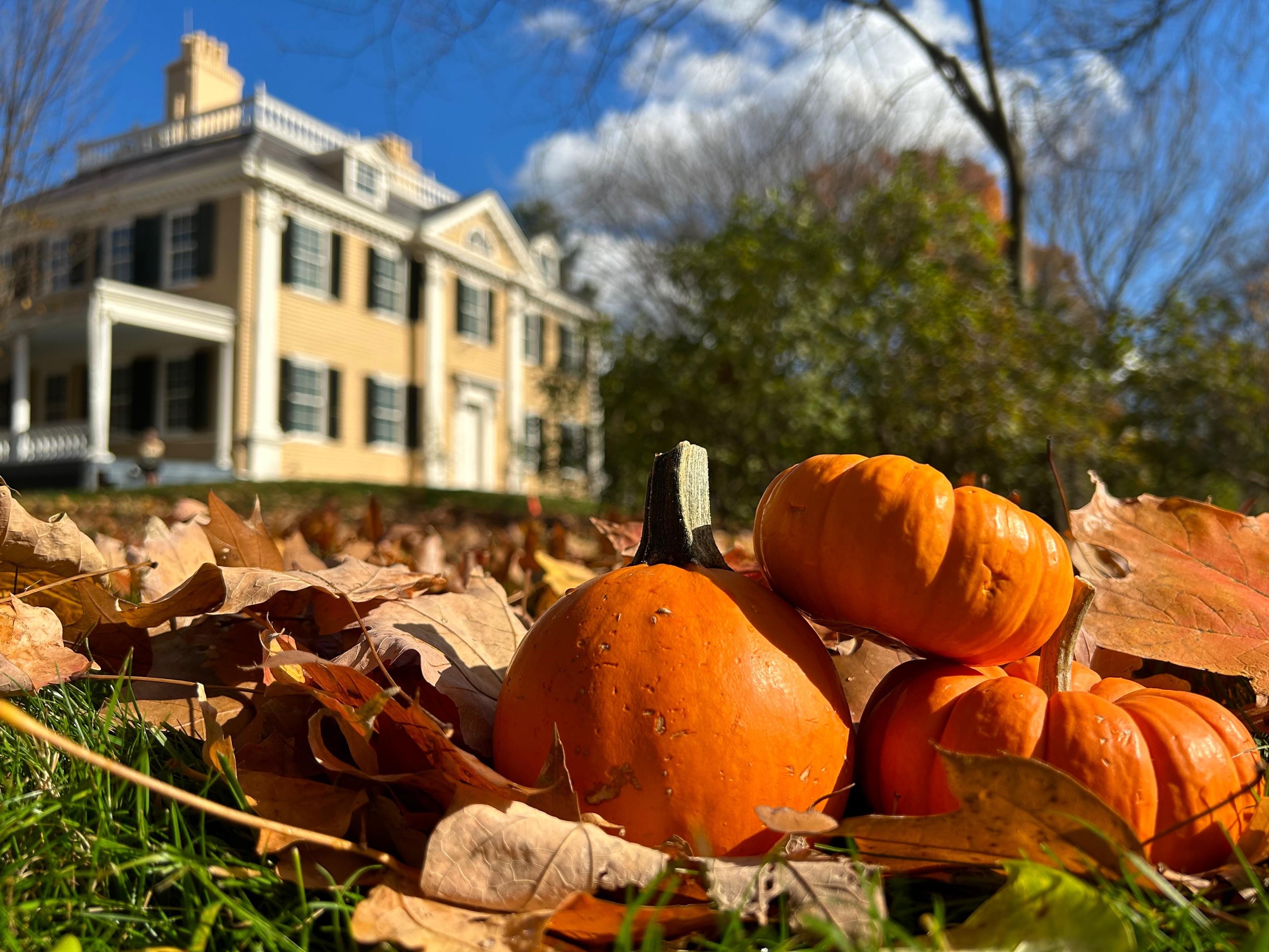 Three small orange pumpkins with large yellow historic house in background