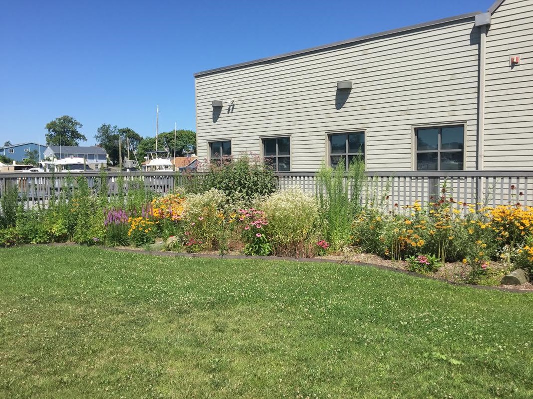 Native plant and pollinator garden in front of a building with a sunny blue sky above