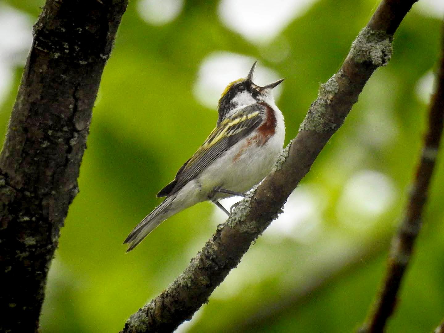 Fall Bird Migration Walk - North Bar Lake
