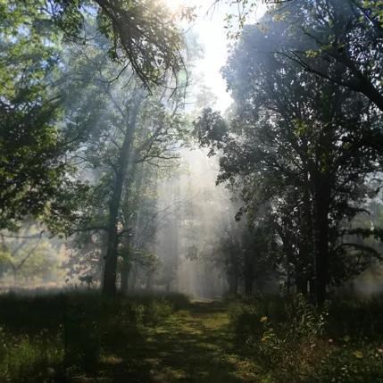 The sun’s rays shine through the bur oak forest in the woodland unit with trees.