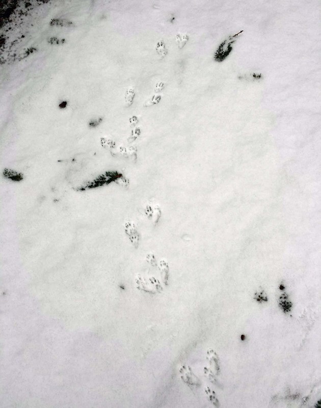 Animal tracks meandering in the snow