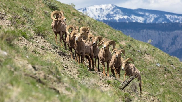 bighorn sheep standing on mountain slope