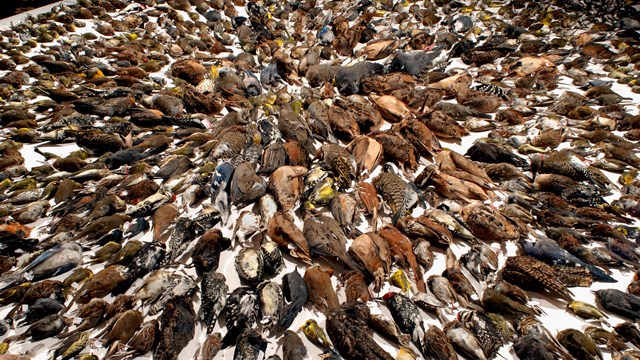 hundreds of dead birds arranged in a circular pattern