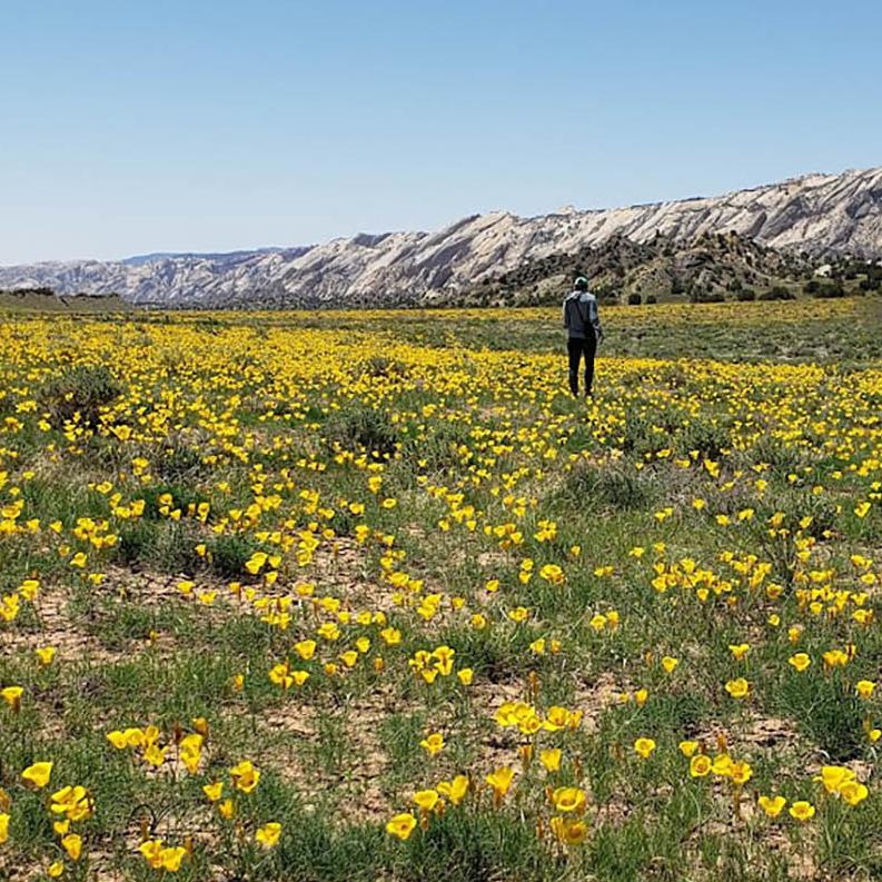 A desert grassland with yellow flowers.
