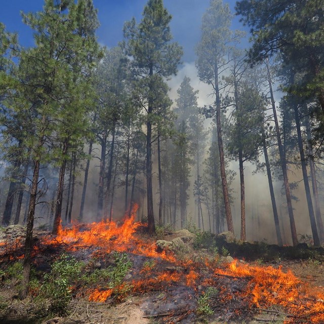 Fire spreads in a pine forest.