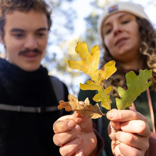 Two people look at oak leaf colors.