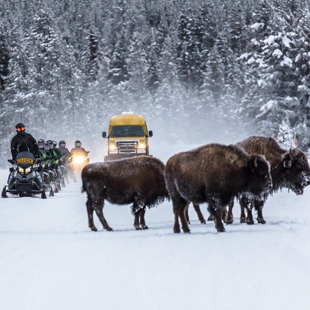 Snowmachine and snowcoaches view bison.