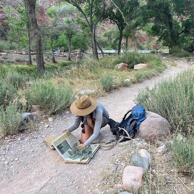 A young woman presses plants along a trail.