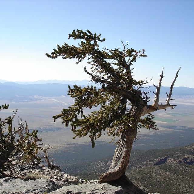 A twisted bristlecone pine tree growing on a rocky outcrop