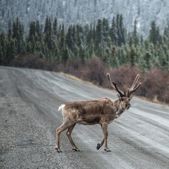 snow falling on a caribou as it crosses the road
