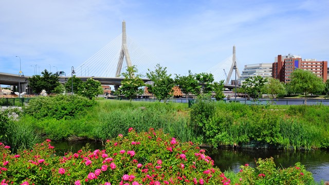 field with flowers and a bridge, river, and buildings in the background at North Point Park, Boston