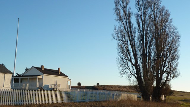 A leafless tree stands at the corner of a white fence in an open landscape, near white buildings.