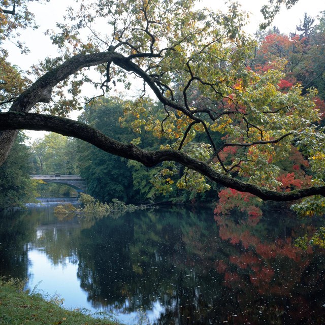 A dark branch with fall-colored foliage curves gently over still, reflective water.