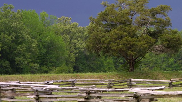 A field with a wooden fence and dense trees in the background.