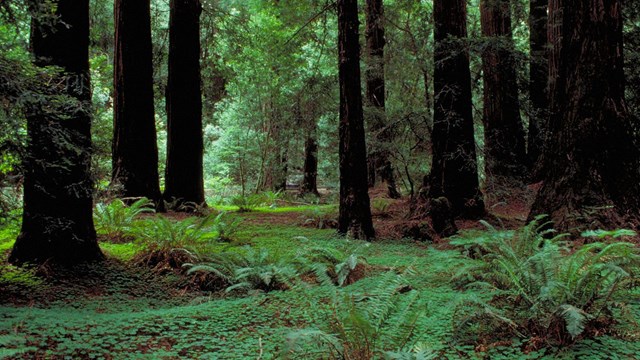 Dense forest view in Muir Woods National Monument