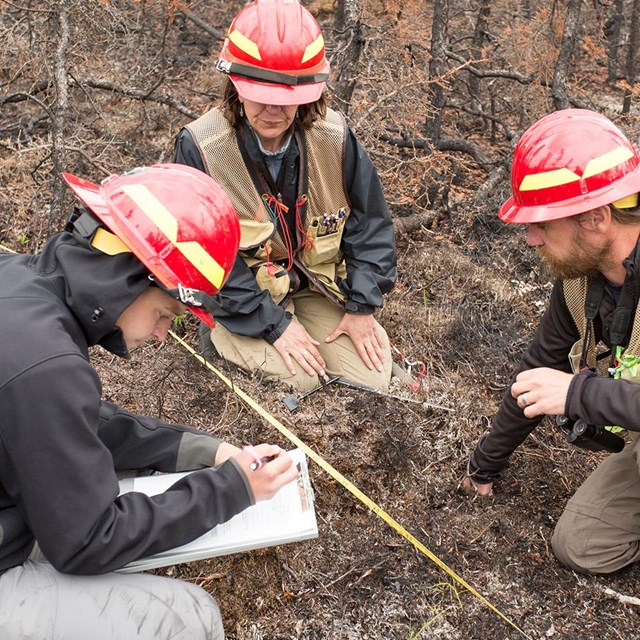 Fire ecologists working in the field