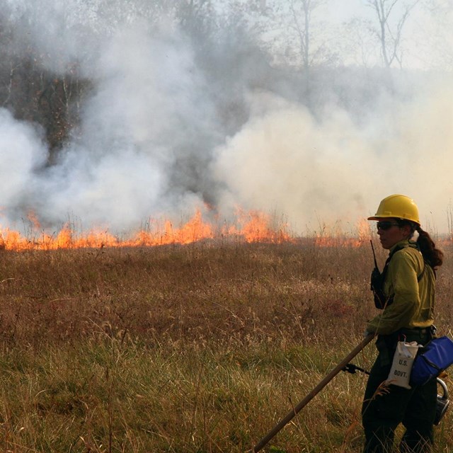 Biologist Observes Fire Behavior Burning Through Research Plot