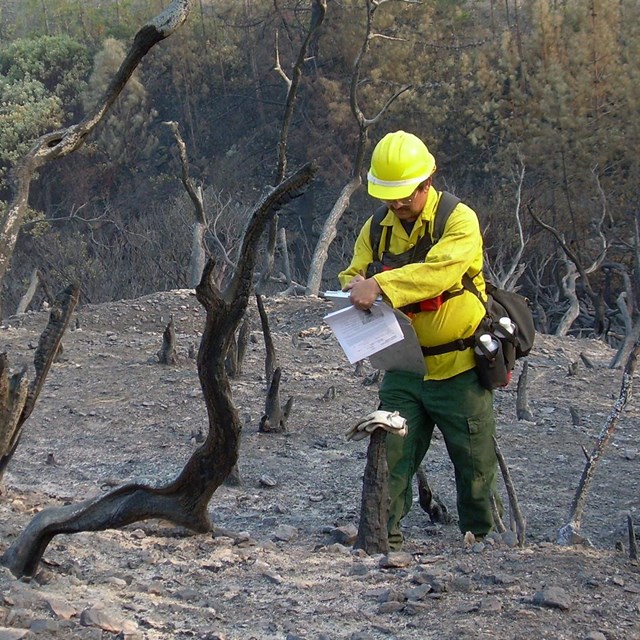Scientists evaluate if and which treatments are necessary to restore an area post-fire.