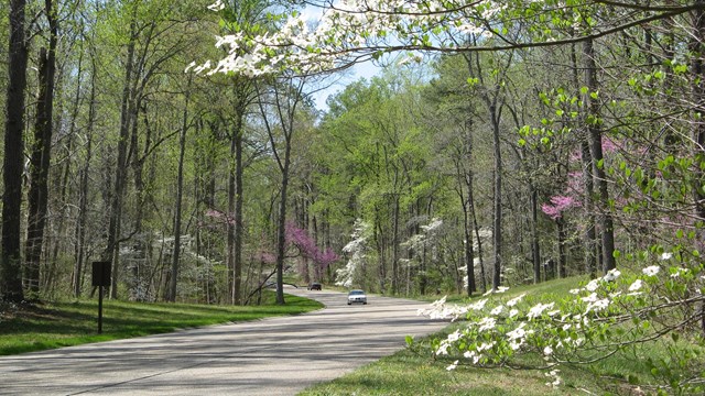 Parkway in spring with flowers blooming on either side.