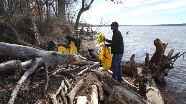People cleaning up trash along a shoreline with driftwood.