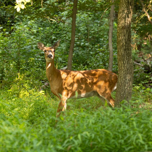 A deer in dappled sunlight in the woods.
