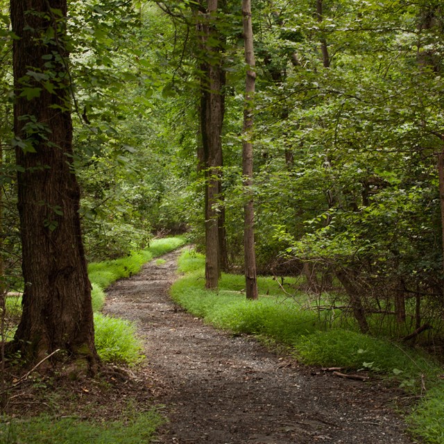 A dirt path through a dense forest.