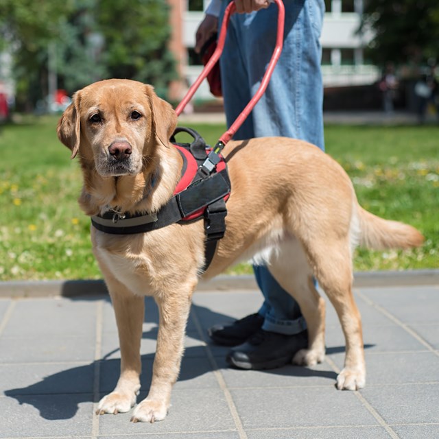 A service dog wearing a red vest and a harness.