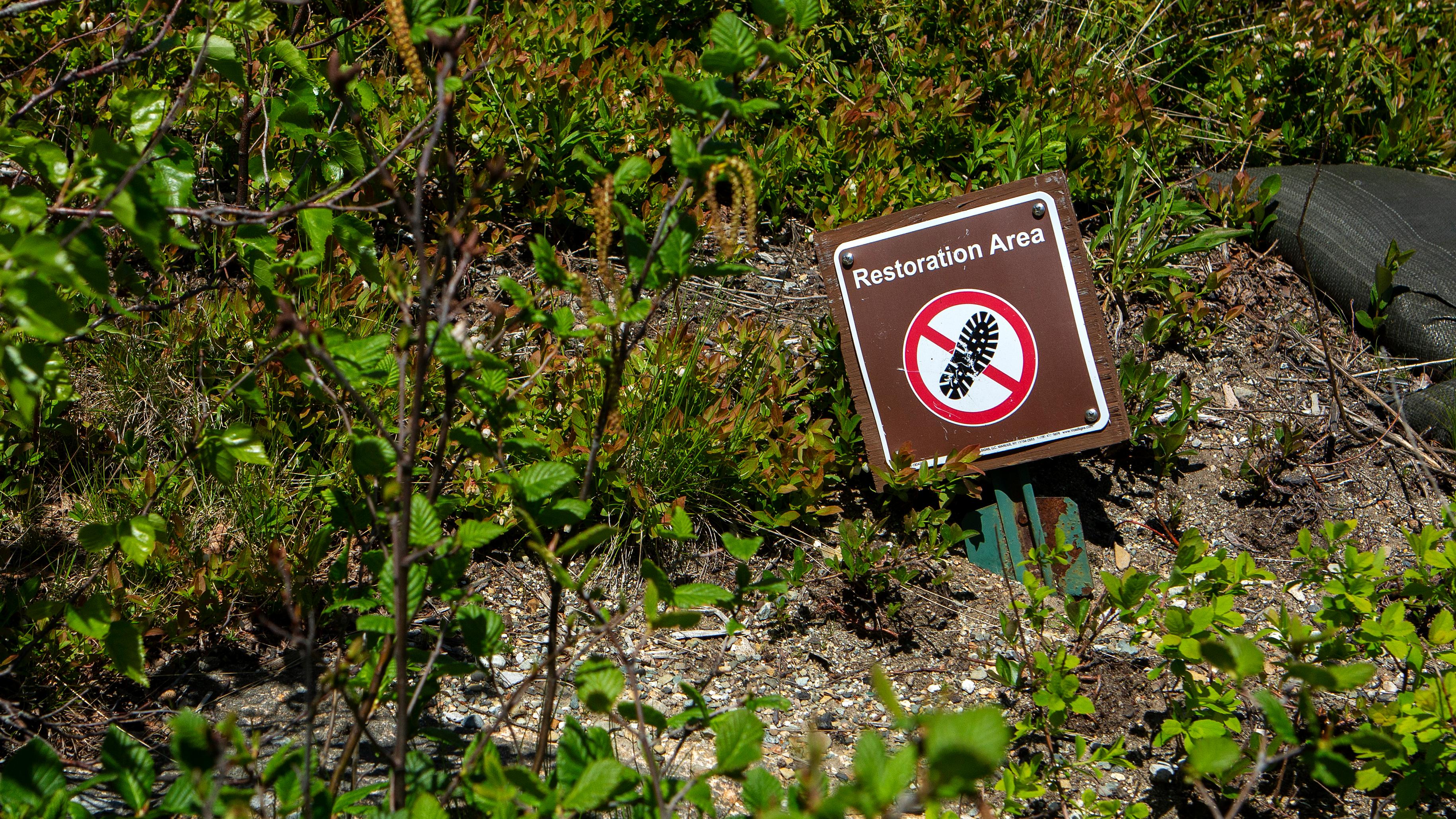 patch of green plants with sign saying Restoration Area, please do no walk 