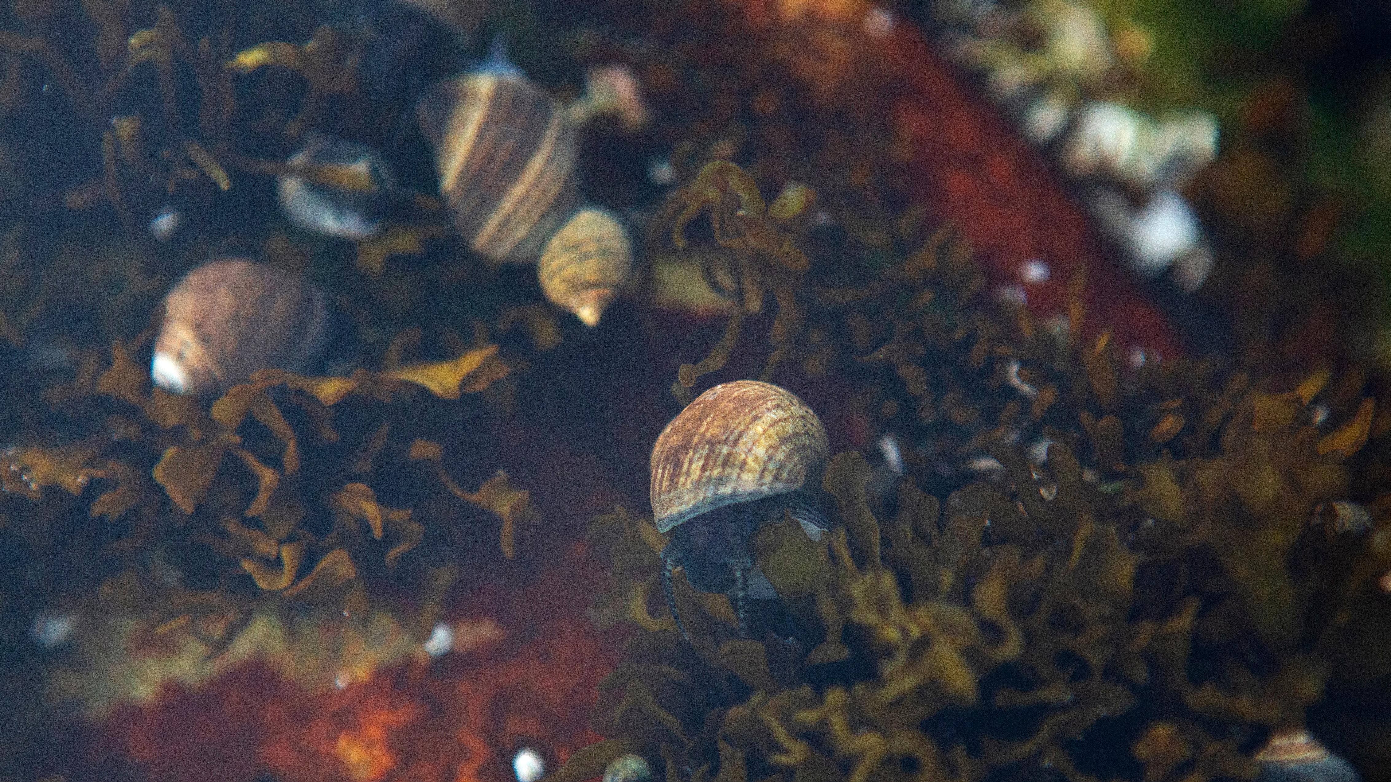 Snail moves around in a tide pool