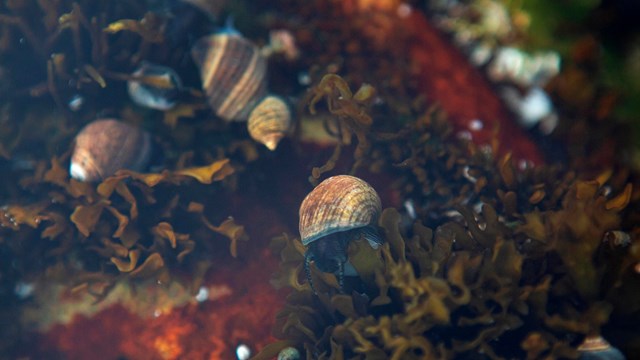 Snail moves around in a tide pool