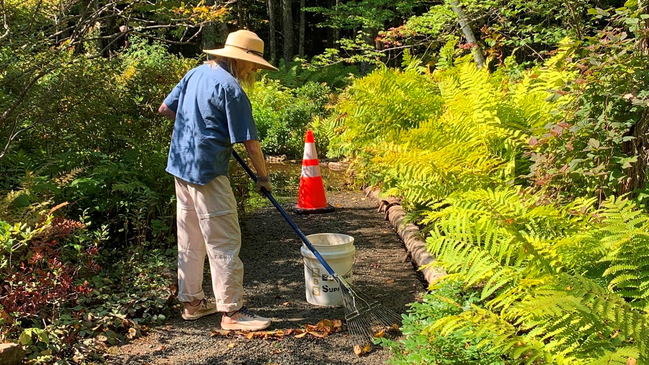 A volunteer rakes a path leading through a forested garden.  