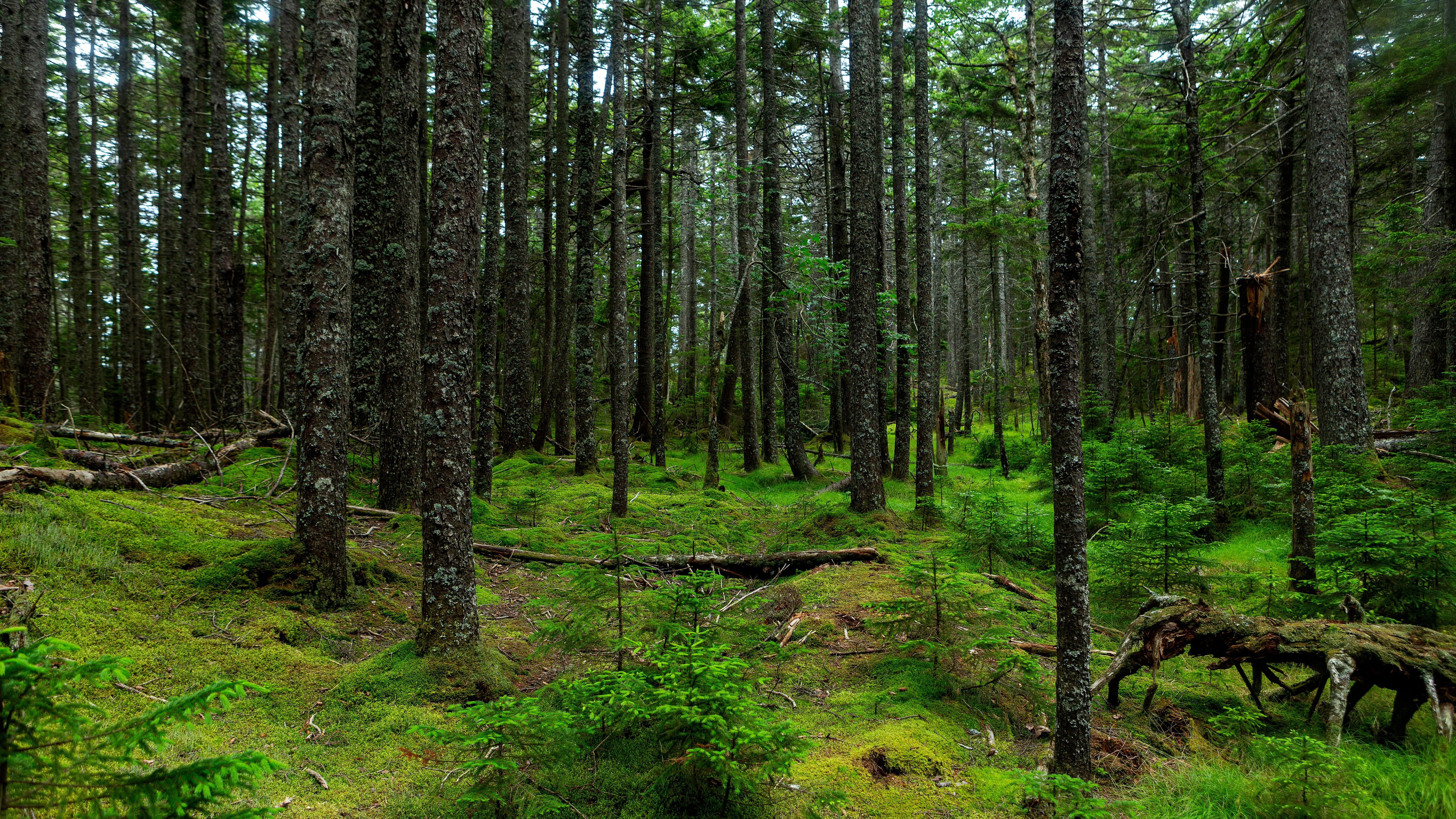 Forested area with green trees and moss