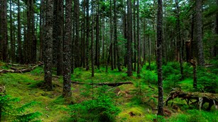 Forested area with green trees and moss