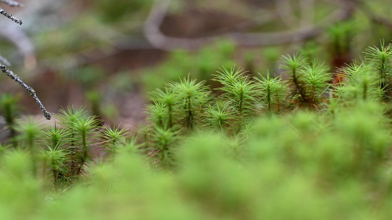 green haircap moss close up