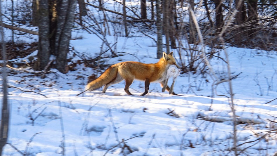 Animals - Acadia National Park (U.S. National Park Service)