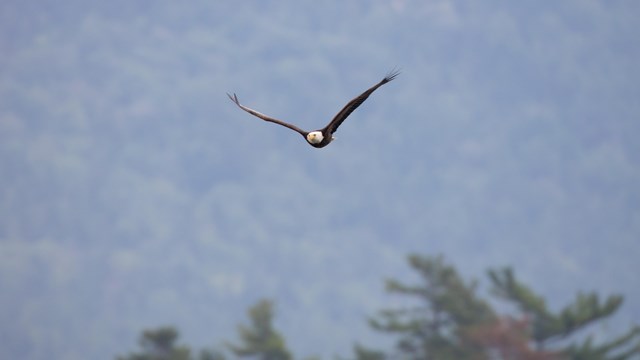 A bald eagle flying