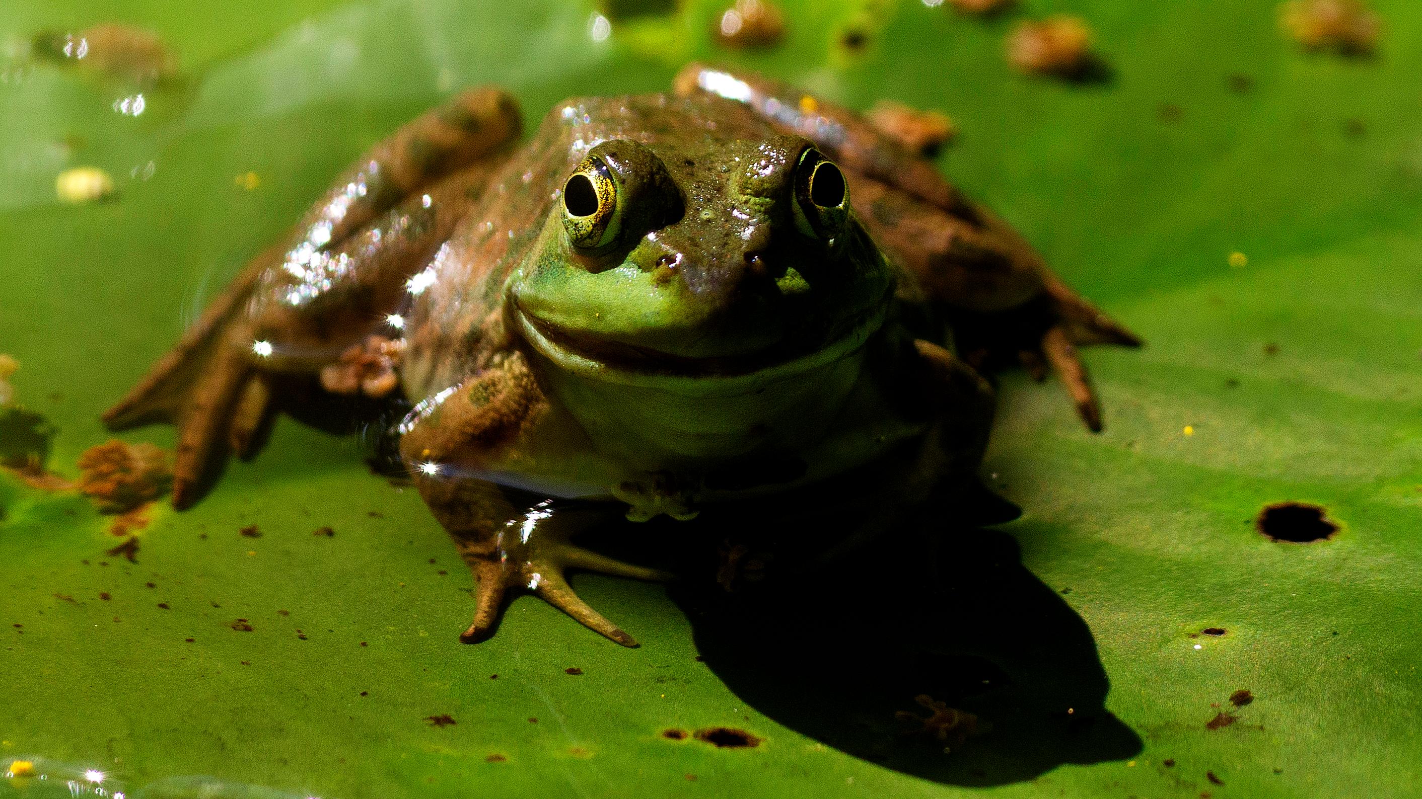 A green frog perches on a lily pad