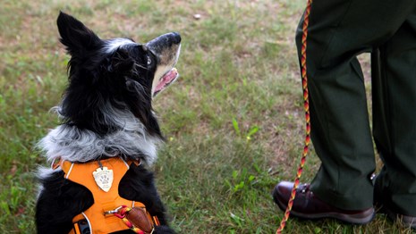 A dog wearing an orange harness and leash looks toward a person with only legs in the frame