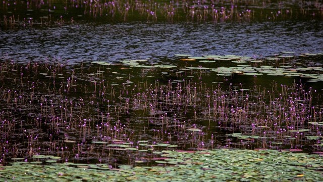 Water lilies and purple bladderwort in a pond