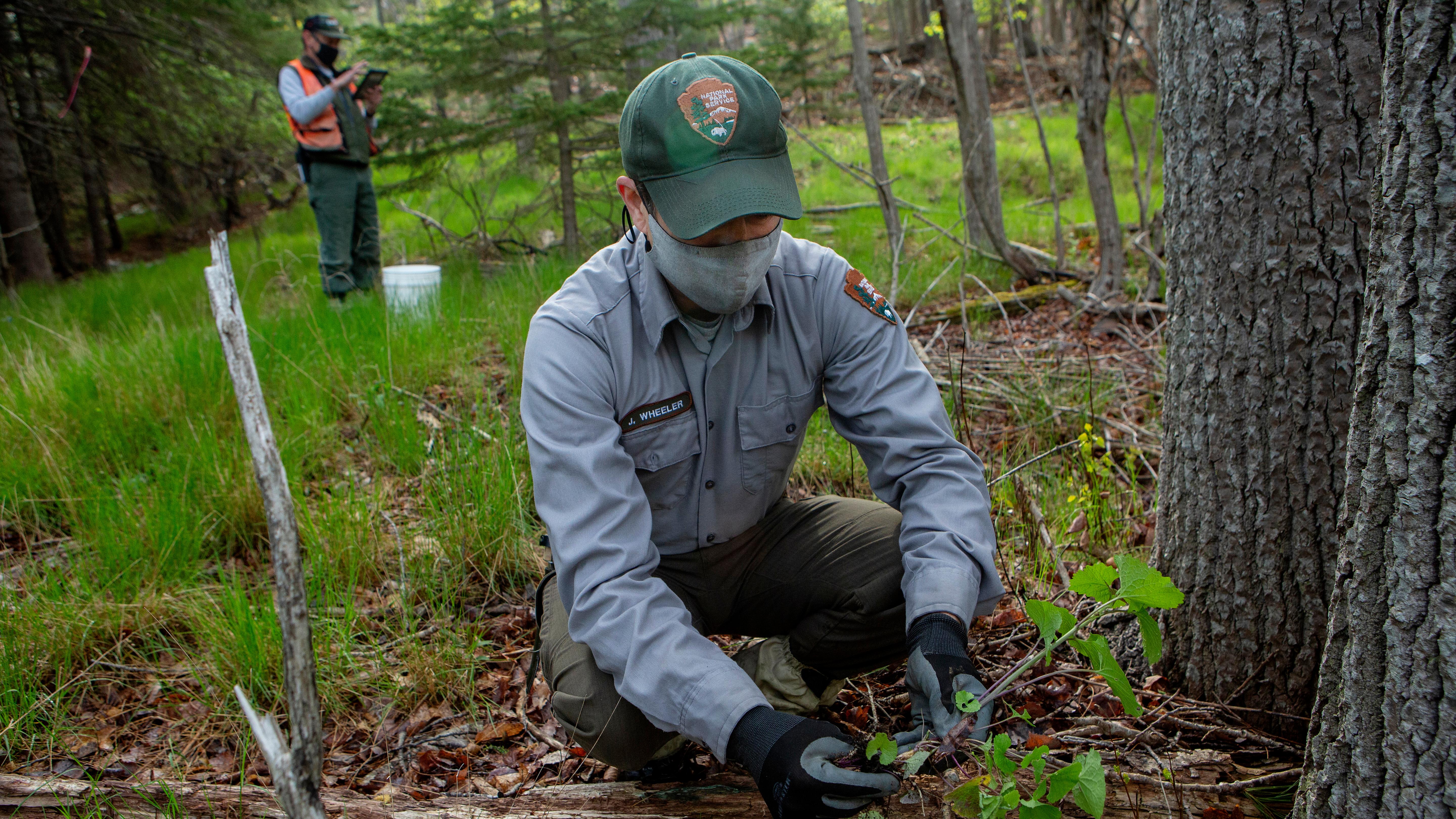 A park ranger wearing protective gear kneels to examine a plant